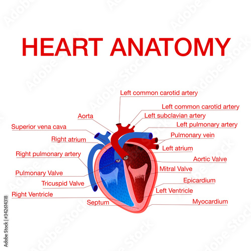 Anatomy of human heart with  text captions pointing to different parts