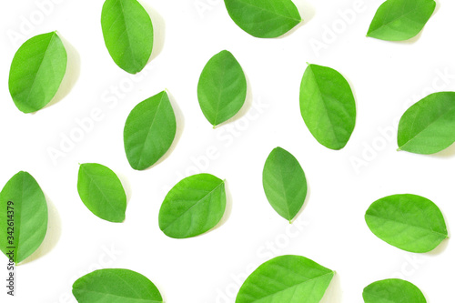 Flat lay (top view) of green leaves pattern on white background.