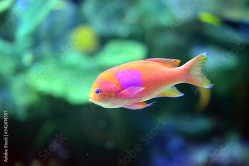 とても美しい色の魚　水中で泳ぐスミレナガハナダイ