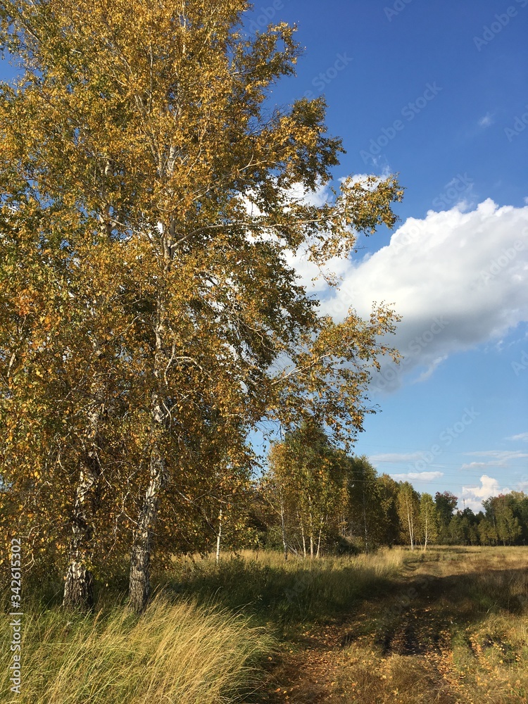 Fototapeta premium autumn in the forest