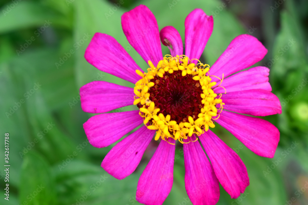 Purple zinnia with yellow pollen of violacea on green leaves blurred background