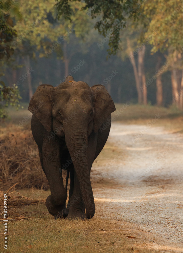 A female Indian Elephant at Kabini Forests, Karnataka
