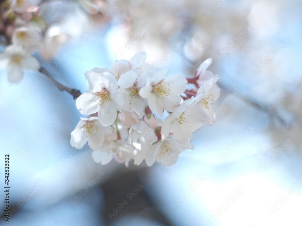 Beautiful Cherry Blossoms in Tokyo Beautiful Cherry Blossoms in Tokyo
