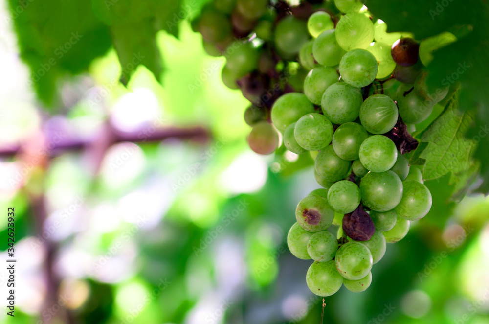 The organic green grape and the vine in the summer. This type of grape is hard to grow, and it is for producing organic, expensive, high-quality wine. The organic green grape and the vine in the summer. This type of grape is hard to grow, and it is for producing organic, expensive, high-quality wine.