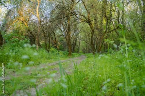 Rural road in a beautiful mysterious forest in the morning