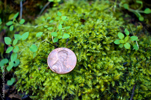 Billede på lærred A lucky penny found laying on a patch of green moss while hiking at Tumwater Falls Park in Thurston County, Washington