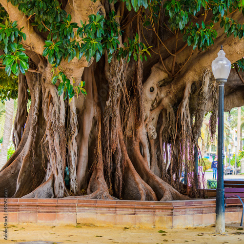 Huge Ficus in Canalejas Park. Alicante. Spain photo