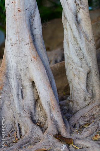 Huge Ficus in Canalejas Park. Alicante. Spain photo