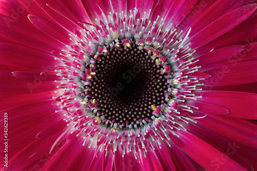 Red gerbera in close up, flower texture background. © uduhunt