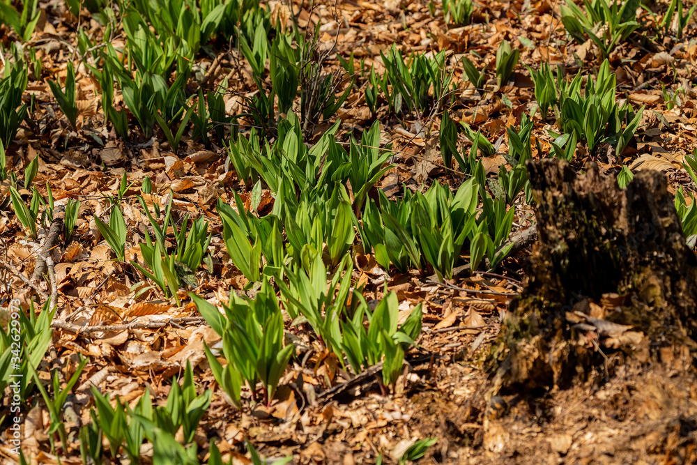 Foto de Wild Ramps - wild garlic ( Allium tricoccum), commonly known as ...