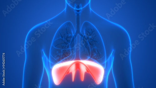 Diaphragm a Part of Human Respiratory System Anatomy 3d rendering