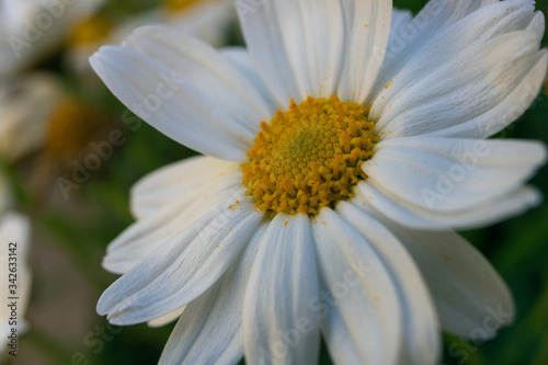  Macro of a white daisy flower  Flower petals like dancing in the wind