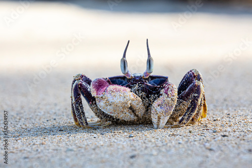 Crab