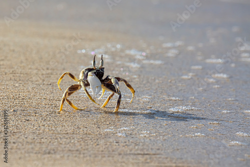 Crab