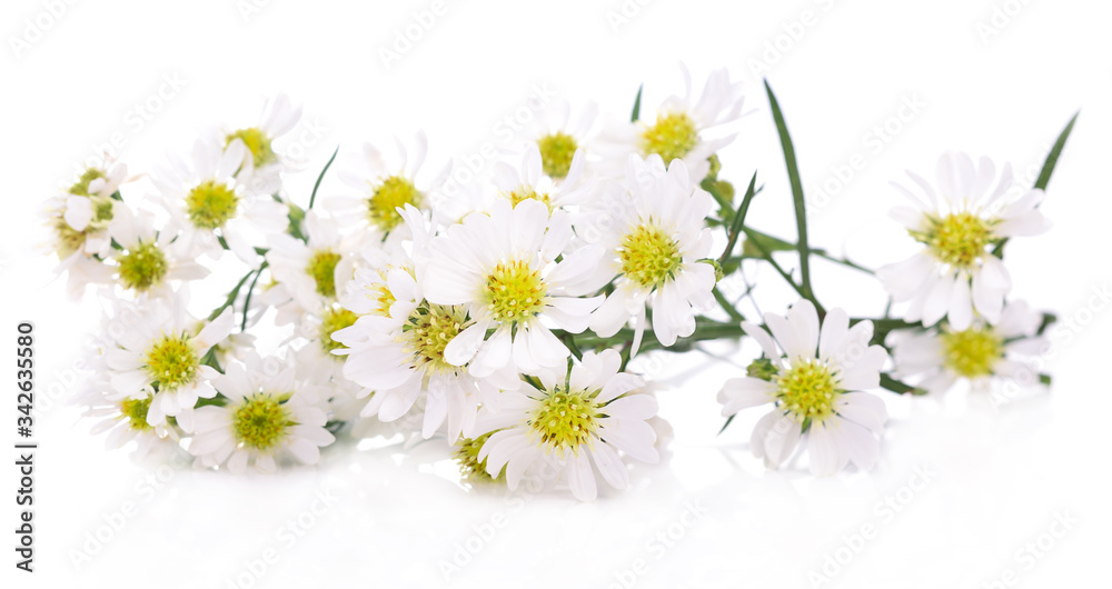 White cutter flower on white background. White cutter flower on white background.