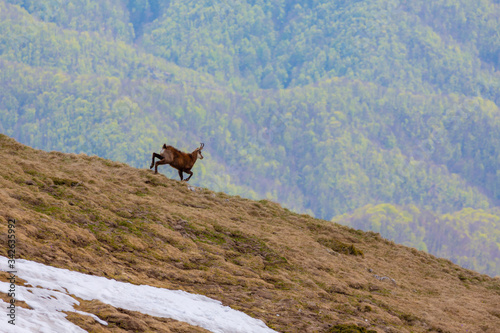 Wild mountain goat in the Transylvanian Alps in spring