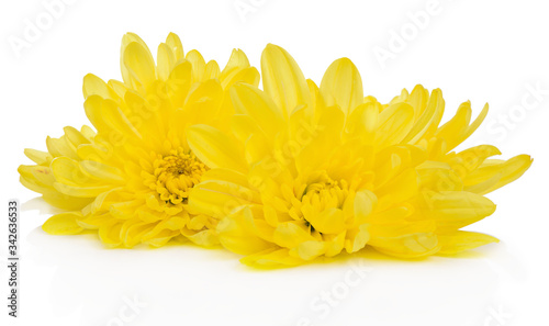Magenta chrysanthemum fresh flower from nature isolated on a white background.
