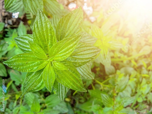 Richardia scabra leaves in the garden. good for background or wallpaper.