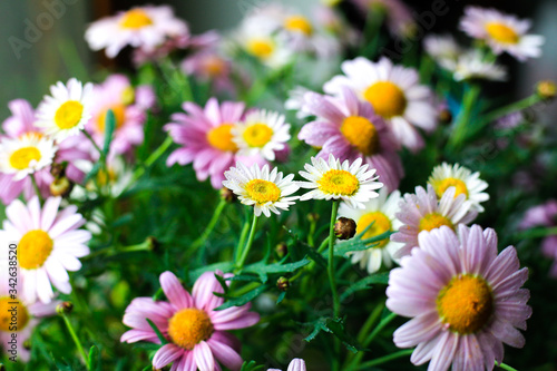 Field of daisy flowers. Colourful bouquet of rose camomile. Spring violet flowers with bright emerald green leaves and water drops. wild nature floral composition. Gardening and floral design theme