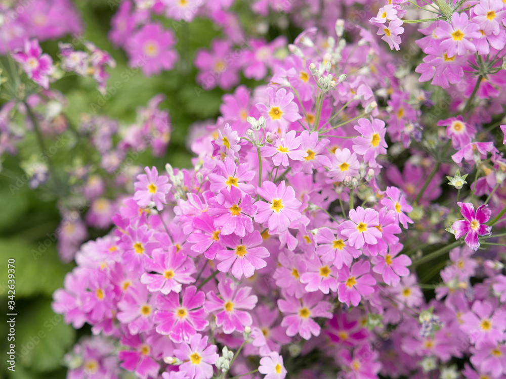 プリムラの花 プリムラの花