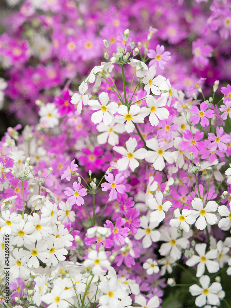 Fototapeta premium プリムラの花