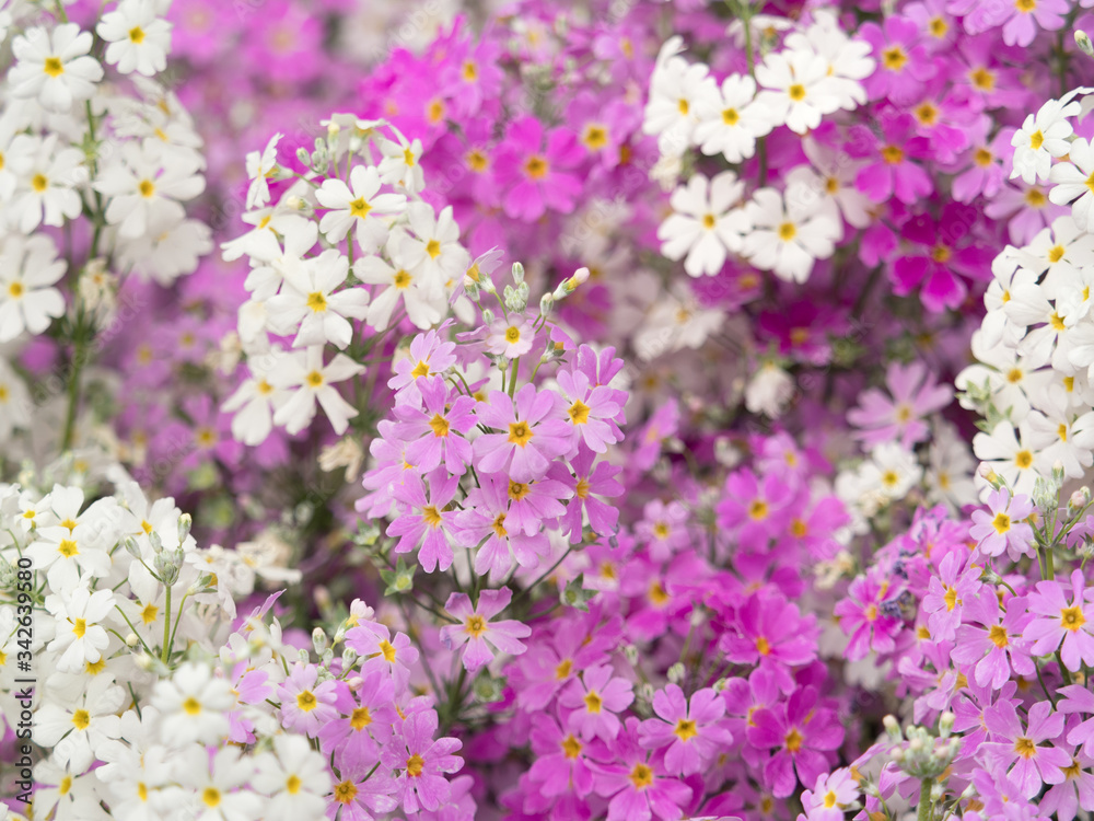 プリムラの花 プリムラの花
