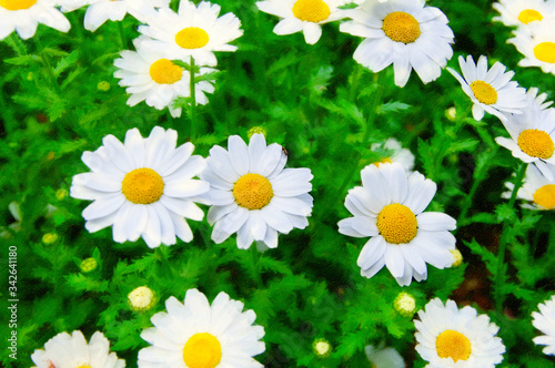 フランスギク　春の花壇　絵画調