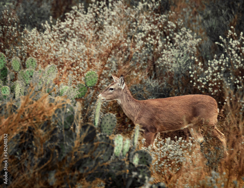 Venado entre naturaleza