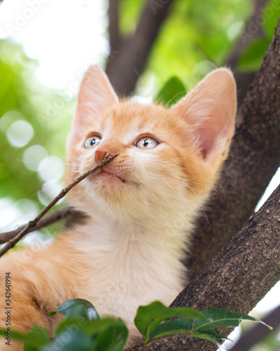 cat on the tree