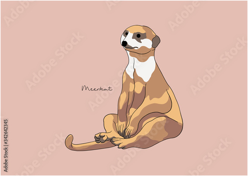 Vector Illustration of Meerkat / Suricate