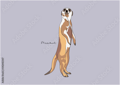 Vector Illustration of Meerkat / Suricate