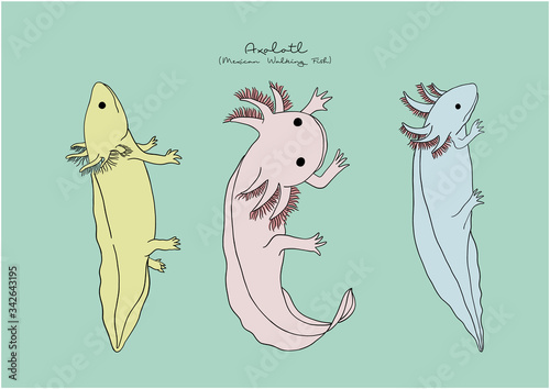 Vector Illustration of Axolotl, Mexican Walking Fish