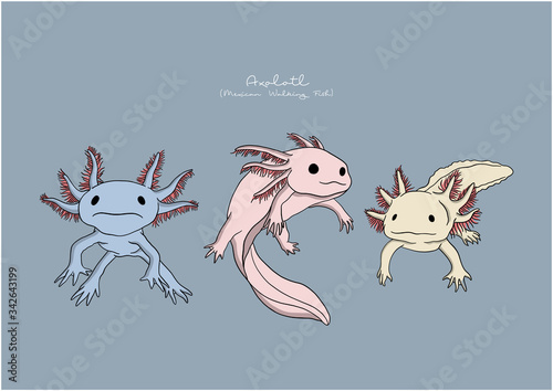 Vector Illustration of Axolotl, Mexican Walking Fish