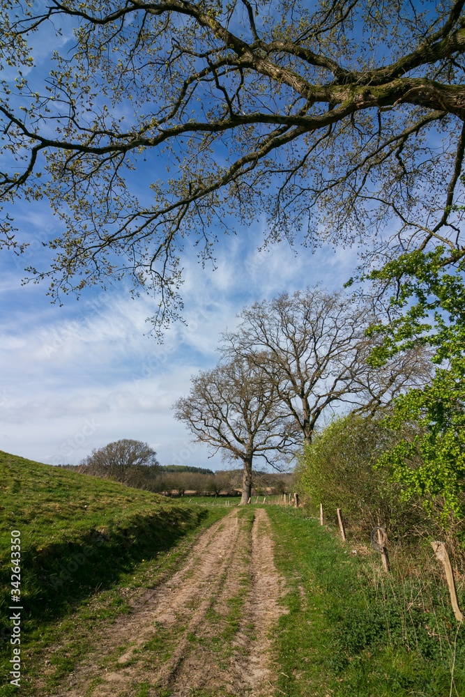 rural pathway with oak branches in springtime