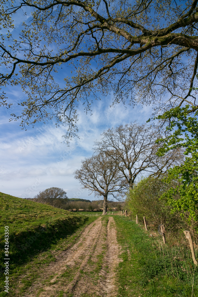 rural pathway with oak branches in springtime rural pathway with oak branches in springtime