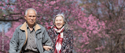 Happy old couple smiling in a park.mature couple with cherry blossom sakura tree.seniors lover family and healthcare concept.
