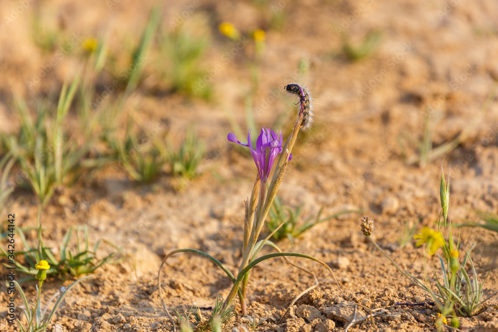One purple iris flower with furry caterpillar One purple iris flower with furry caterpillar