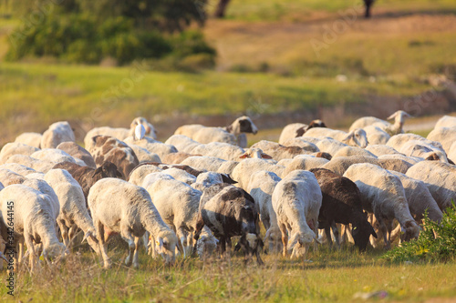 A herd of sheep walking along the grass