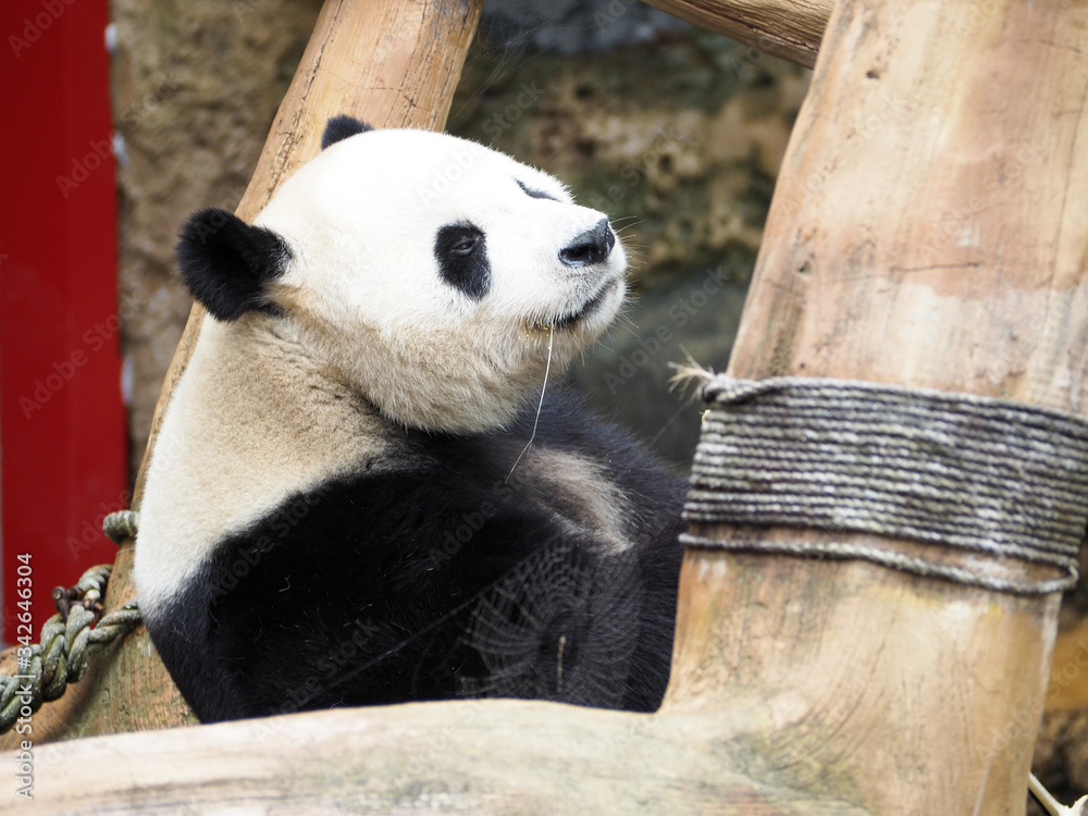 Obraz premium panda eating at panda palace indonesia safari park