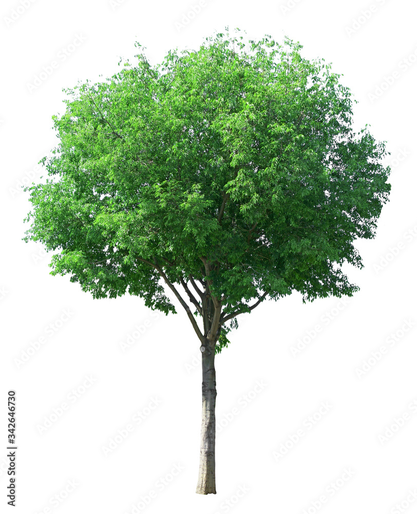 Obraz premium Single tree isolated, evergreen leafs dicut on white background with clipping path