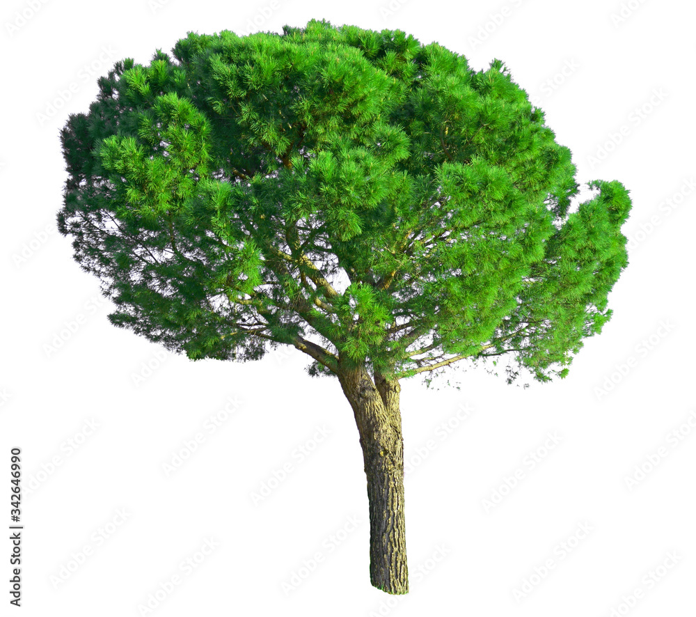A Stone Pine tree, known as Italian stone pine, botanical name Pinus
