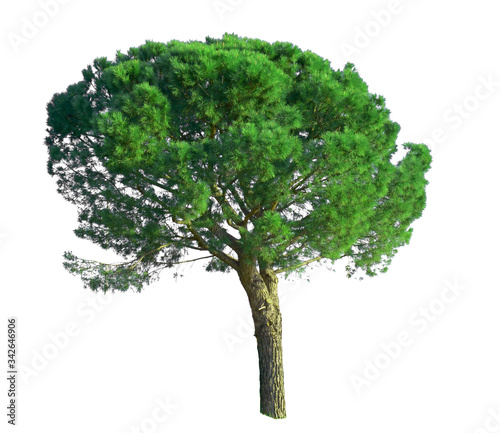 A Stone Pine tree  known as Italian stone pine  botanical name Pinus pinea  an umbrella form tree dicut  isolated on white background with clipping paths