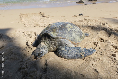 Sea turtle in maui