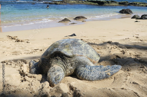 
Sea turtle in maui
