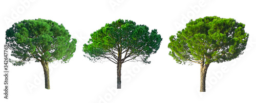 Set of Stone Pine trees collection isolated on white background with clipping paths , known as Italian stone pine, botanical name Pinus pinea, umbrella shape trees dicut photo