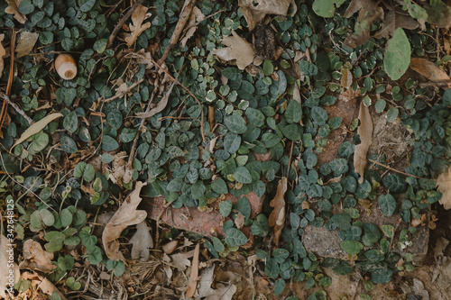 Wild ivy creeper growing across red brick garden path