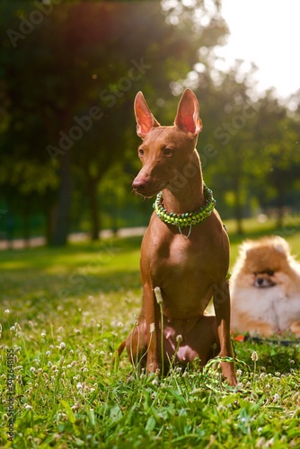 dog on the grass