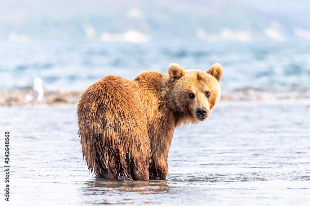 Fototapeta premium Ruling the landscape, brown bears of Kamchatka (Ursus arctos beringianus)