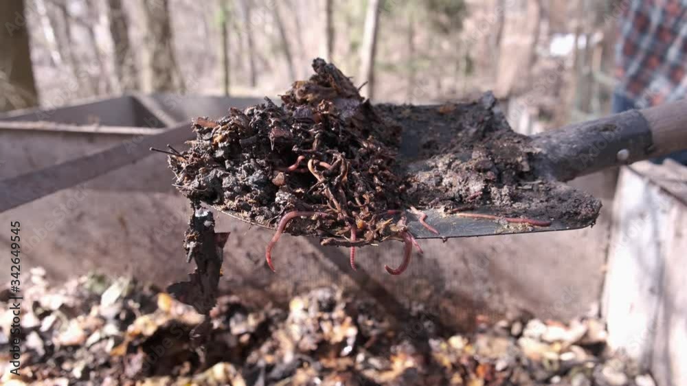 Organic soil, humus, compost and earthworms on shovel over compost heap