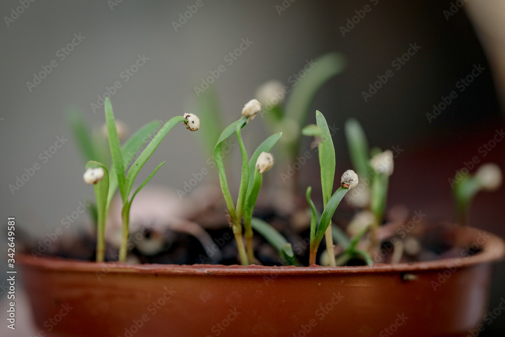 Close up macro image of kale seeds beginning to sprout Close up macro image of kale seeds beginning to sprout